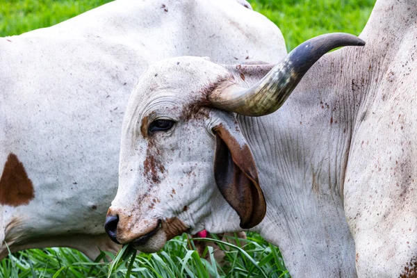 Girolando Krowy Mleczne Wypasane Farmie Wnętrzu Minas Gerais Brazylia — Zdjęcie stockowe
