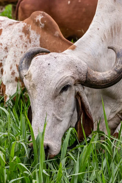 Vacas Leiteiras Girolando Pastando Uma Fazenda Interior Minas Gerais Brasil — Fotografia de Stock