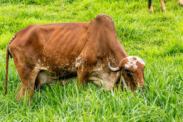 Vacas Leiteiras Girolando Pastando Uma Fazenda Interior Minas Gerais Brasil — Fotografia de Stock