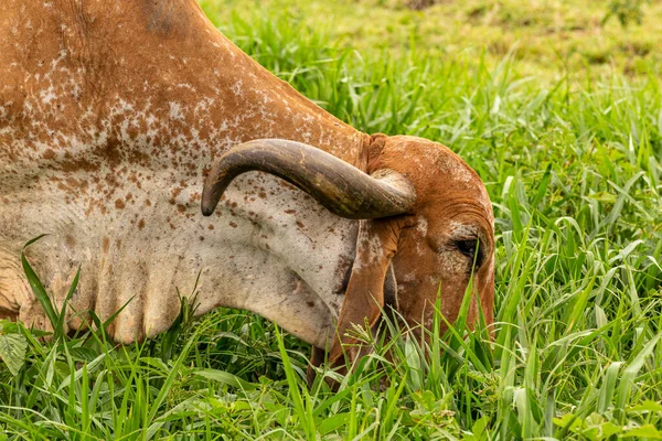 Vacas Leiteiras Girolando Pastando Uma Fazenda Interior Minas Gerais Brasil — Fotografia de Stock