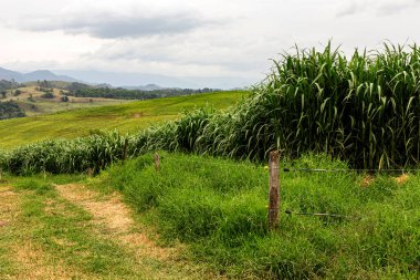 Brezilya 'nın Minas Gerais eyaletinin kırsal kesimindeki hayvanlar için taze yeşil çimen. Dallas Blues çimenleri değiştirdi (Panicum virgatum Dallas Blues)