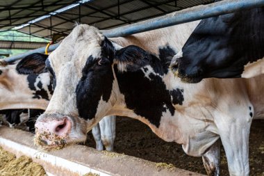 Kompost Ambarı 'ndaki süt inekleri: hayvanları rahatlatmayı, üretkenliği ve süt kalitesini arttırmayı sağlayan bir sınırlama sistemi. Minas Gerais Eyaleti, Brezilya