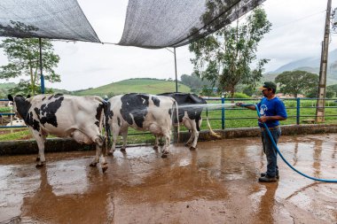 Minas Gerais, Brezilya - 18 Kasım 2021 - kırsal işçi süt sağmadan önce süt ineklerini ağılda yıkıyor. Yerel mandıra.