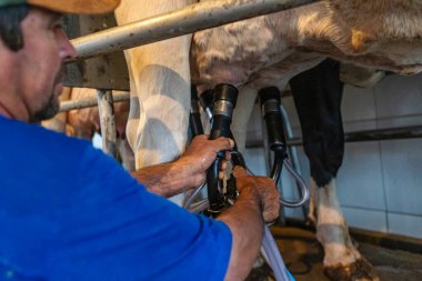 Minas Gerais, Brezilya - 18 Kasım 2021 - sağma makinesi ahırıyla inek sağan sütçü. Yerel mandıra. Yakın, geniş açı. Yiyecek kültürü.