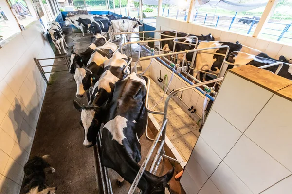 Row Cows Being Milked Countryside Minas Gerais Brazil — Stock Photo, Image