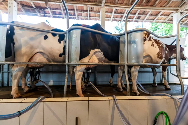 Row Cows Being Milked Countryside Minas Gerais Brazil — Stock Photo, Image