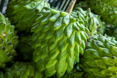 Annona squamosa fruit also known as Pinha or Fruta do Conde in Brazil. Close up lit by the sun