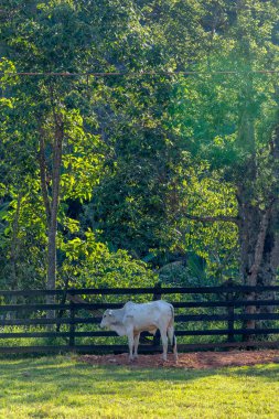 nelore calf eats in the pasture next to the fence bordering the forest on countryside of Minas Gerais state, Brazil