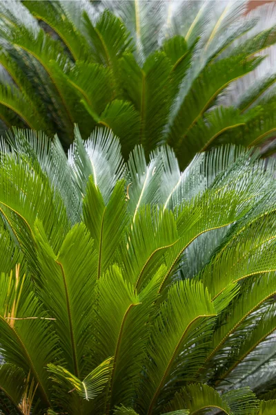 Widok Liść Palmy Ogrodzie Botanicznym Zielone Liście Attalea Speciosa Szklarni — Zdjęcie stockowe