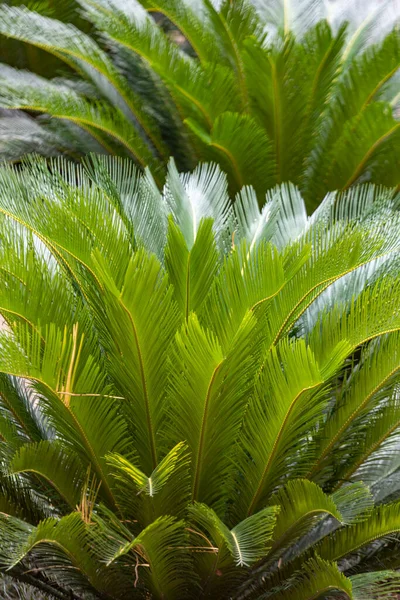 Widok Liść Palmy Ogrodzie Botanicznym Zielone Liście Attalea Speciosa Szklarni — Zdjęcie stockowe