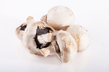 şımarık çürük alan mantar