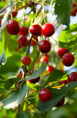 Olgun meyveler kiraz Şubesi