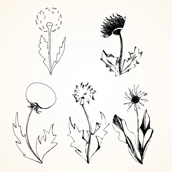 Set of stylized flowers dandelions — Stock Vector