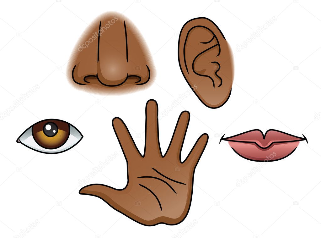 vijf zintuigen — stockvector © avelkrieg #23822173