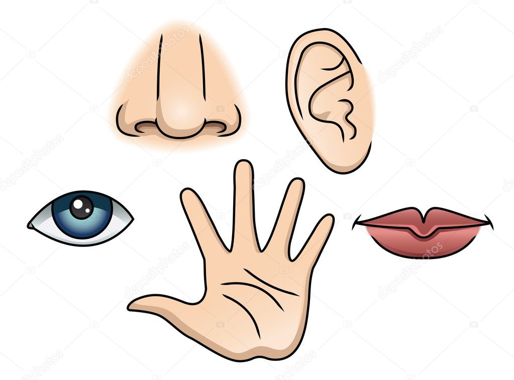 vijf zintuigen — stockvector © avelkrieg #23822349