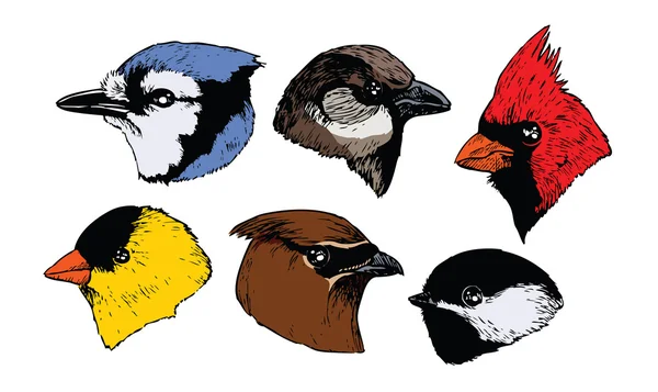 Cabezas de aves — Vector de stock