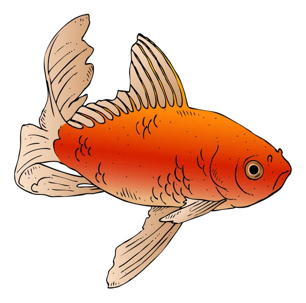 Goldfish — Stock Vector