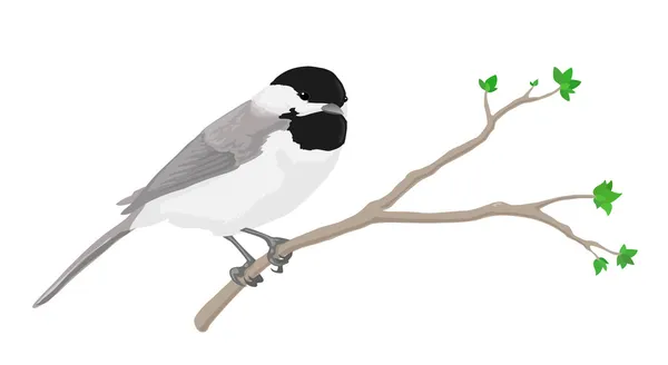 Chickadee Stok Ilustrasi 