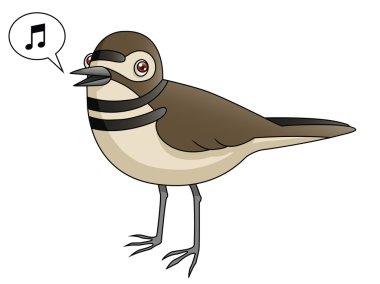 Kildeer'in şarkı