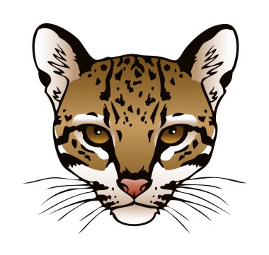 leopar kafa