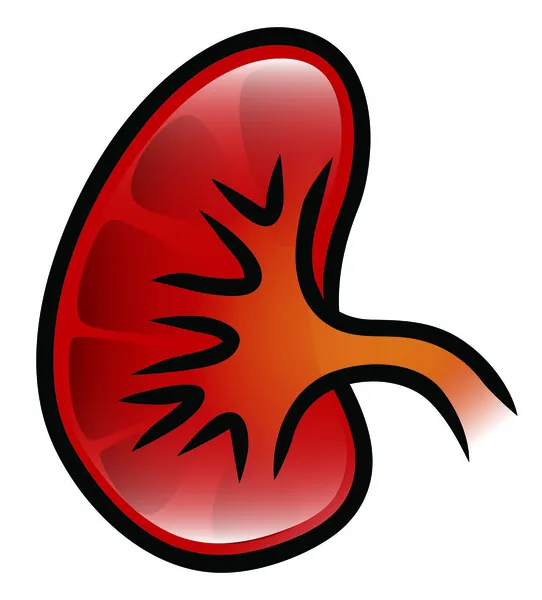 Kidney Icon — Stock Vector