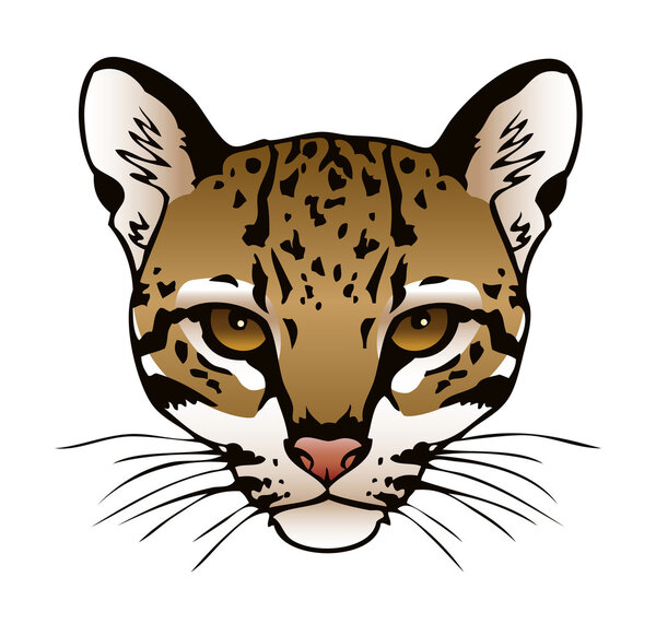 Ocelot Head