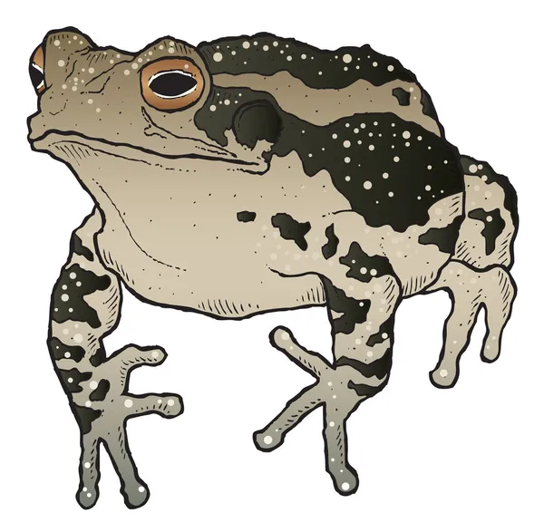 Toad — Stockvector