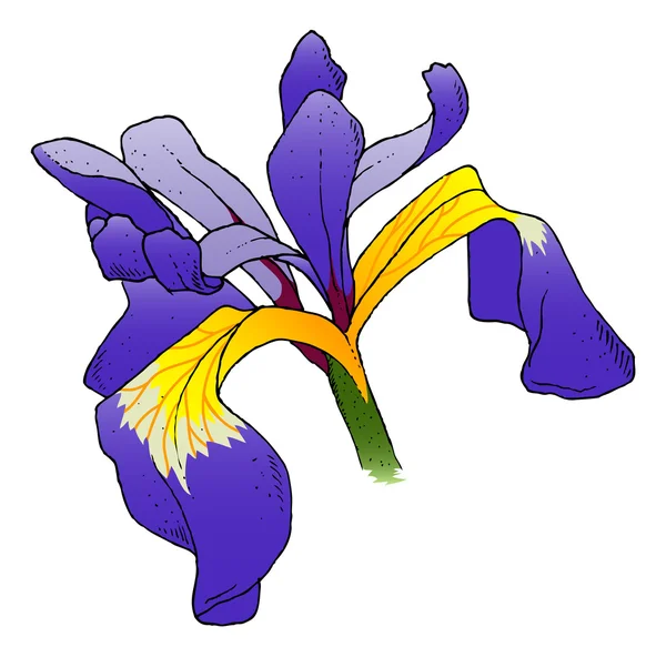 Iris de agua — Archivo Imágenes Vectoriales