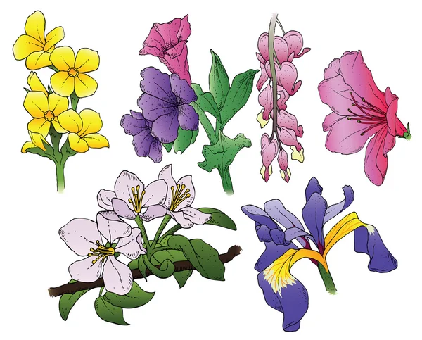 Illustrations florales — Image vectorielle