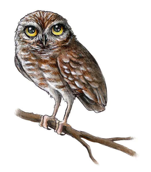 Baby Owl — Stock Photo, Image