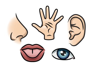 The Five Senses clipart