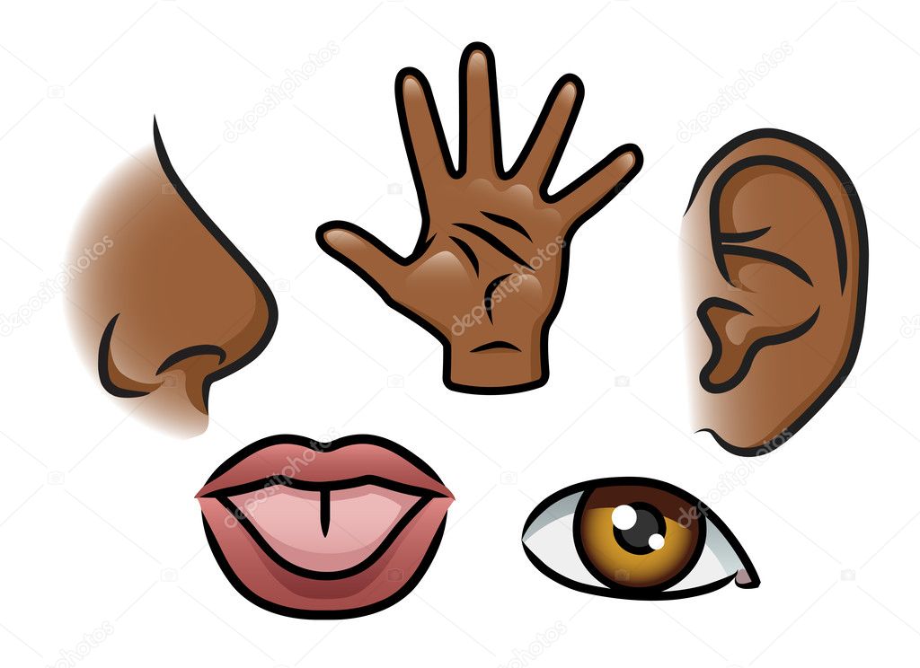 de vijf zintuigen — stockvector © avelkrieg #42486015