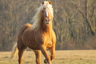 kaçarken bir alanda haflinger at