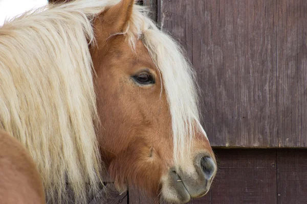 Haflinger pony waits anxious by a barn door — Stock Photo, Image