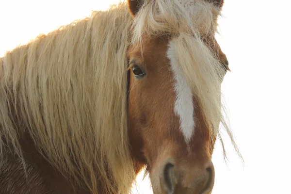 Kurioses Haflinger Pferd — Stockfoto