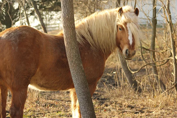 Симпатичная лошадь Хафлингера бродит по лесу — стоковое фото