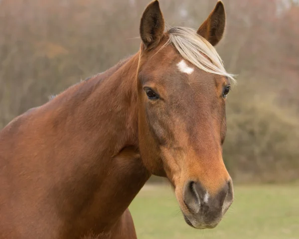 Cavalo de montanha rochoso — Fotografia de Stock