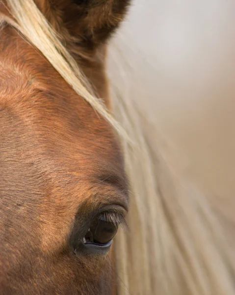 O olho de cavalo mostra sua natureza gentil — Fotografia de Stock