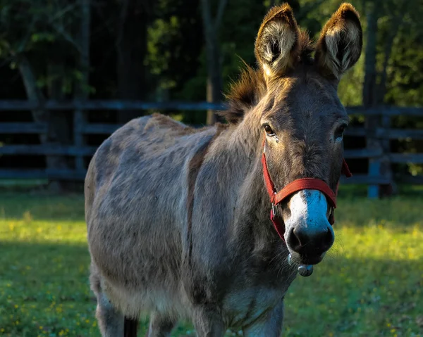 Shy donkey stands in an open field — Stock Photo, Image