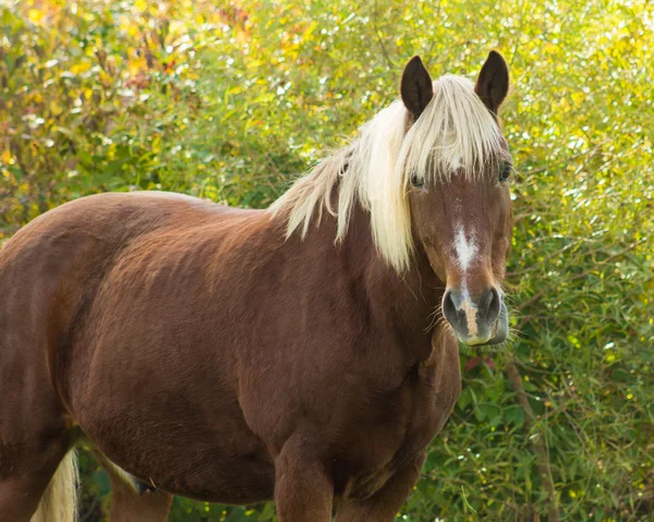 Belga Morgan projecto de cavalo de pé por arbustos — Fotografia de Stock