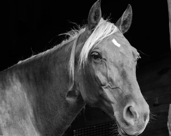 Rocky Mountain cavalo olhando para fora de uma porta do celeiro — Fotografia de Stock
