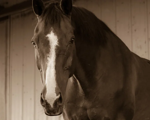 Warmbloed paard hoofd met blaze neer gezicht — Stockfoto