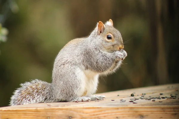 Esquilo comendo sementes de girassol — Fotografia de Stock