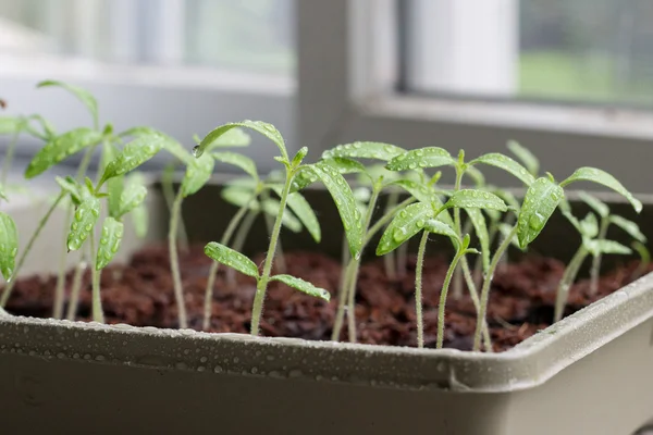 Plantas de tomate em crescimento Imagens De Bancos De Imagens
