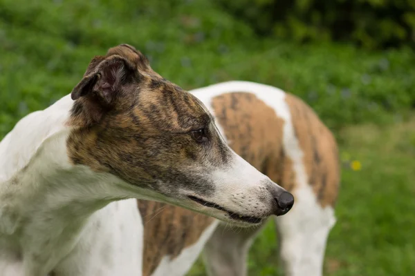 Greyhound собаки — стокове фото