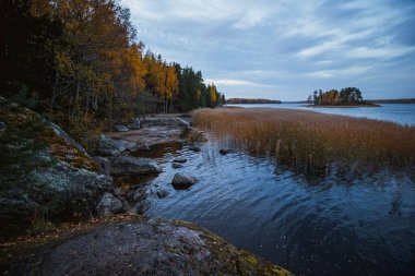Monrepo Mon Repos Parkı 'ndaki ada. Pampas otu. Sonbahar manzarası. Vyborg