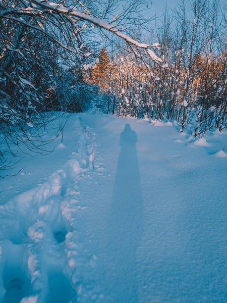 Der Schatten einer menschlichen und menschlichen tiefen Spuren im Schnee an einem Sonnenuntergang im Winter. Wandern durch einen verschneiten, sonnigen Wald. — Stockfoto