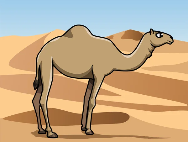 Dromedary in the desert — Stock Vector