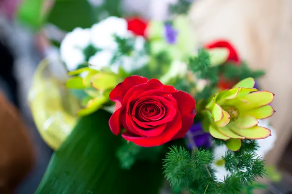 Red rose flower — Stock Photo, Image