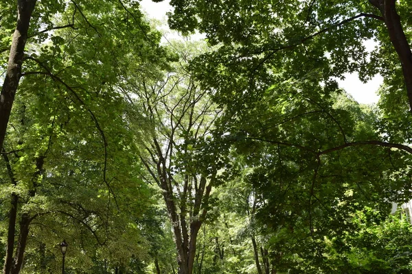 Парк Влітку Пишне Зелене Листя Дерев Міському Парку — стокове фото